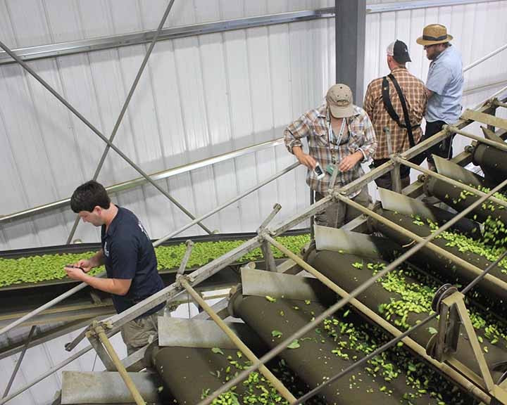 Hop cones have been separated from the vines and are on their way to the kiln.