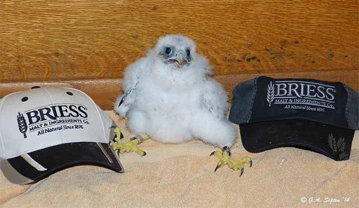 Briess_PeregrineFalcon_WithHats