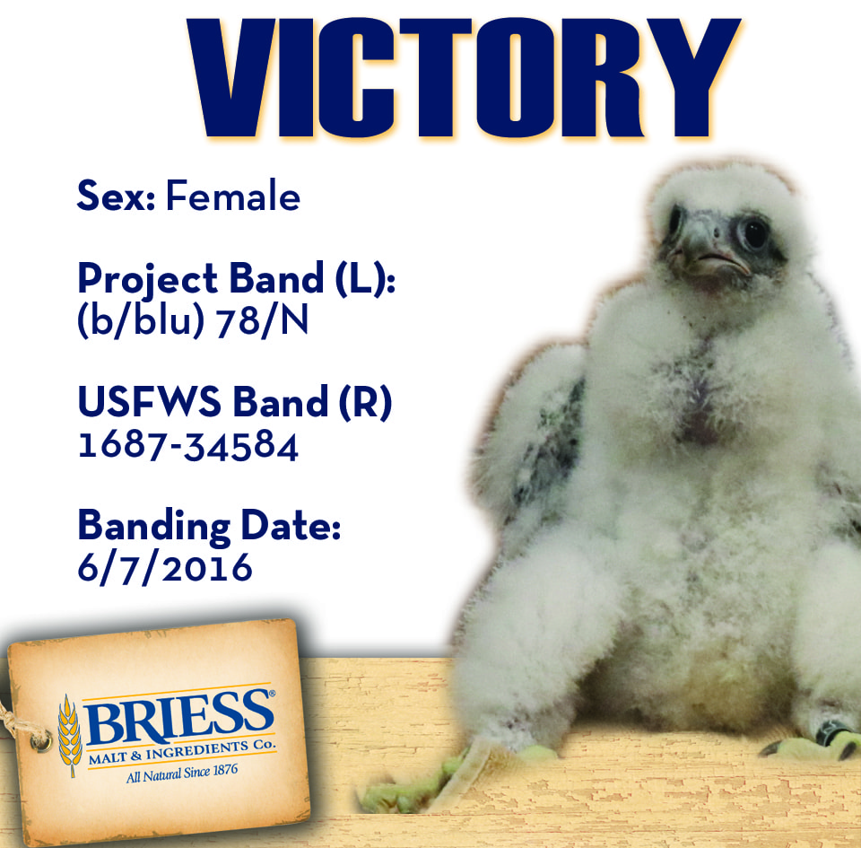 Briess_2016PeregrineFalconBanding_WinnersMug_Victory