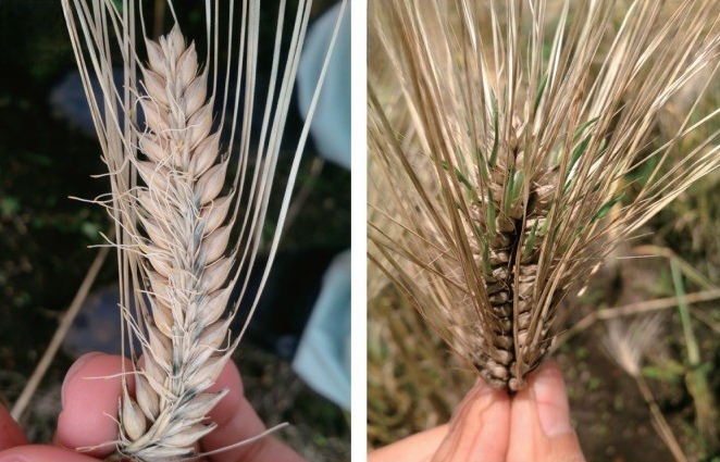 Pre-Harvested Sprouted Barley